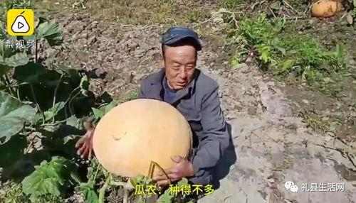 礼县吃瓜网红 第3张 礼县吃瓜网红 第3张